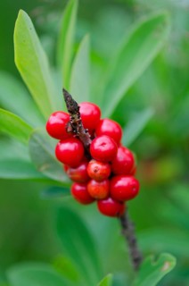 (Daphne mezereum)