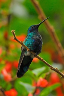 Great Violet-eared Hummingbird