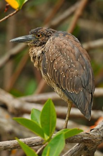 Yellow-crowned Night-Heron