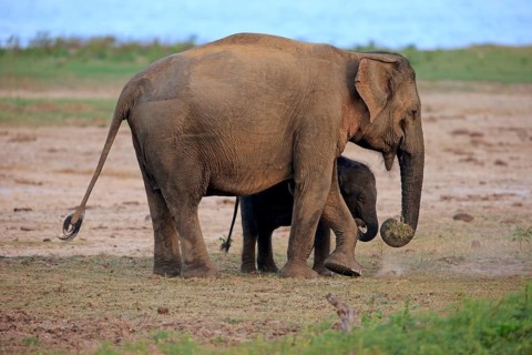Asian sri lankan elephant