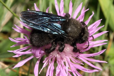 Blue Wood Bee