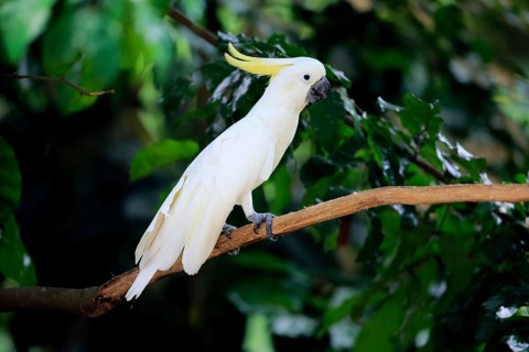 Sulfur-crested Cockatoo