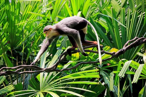Douc Langur