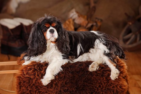 Cavalier King Charles Spaniel