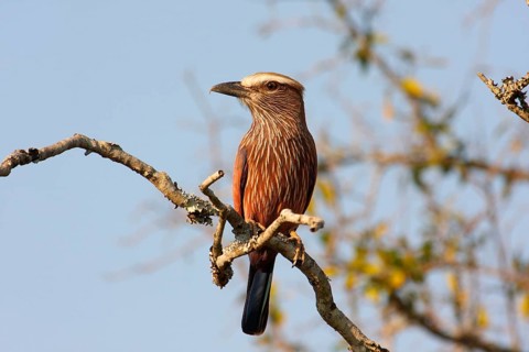Purple roller