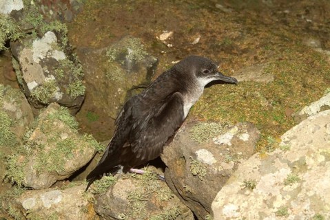 Manx Shearwater