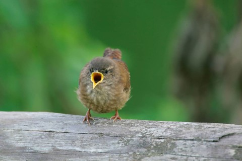 Wren