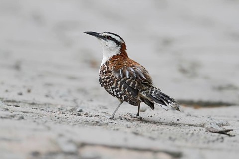 Rufous-naped Wren