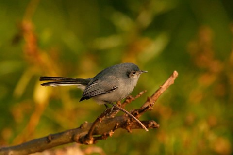 Masked Gnatcatcher