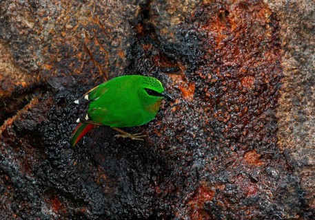 Fire-tailed Myzornis