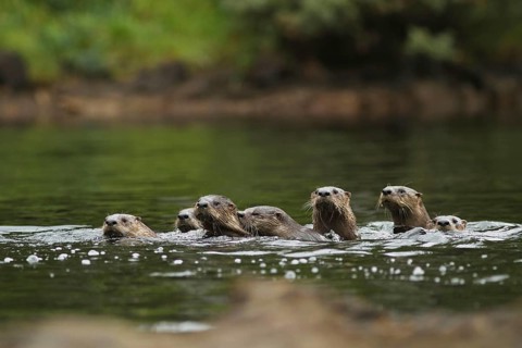 North American River Otter