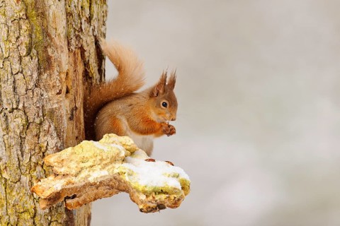 Eurasian red eurasian red squirrel