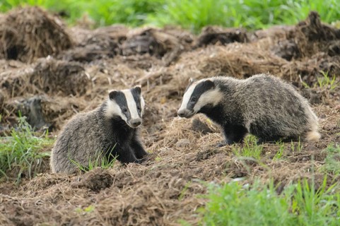 Eurasian Badger