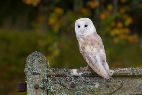 Common barn owl