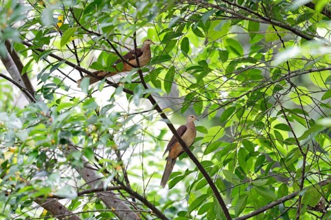 Slender-billed Cuckoo-dove