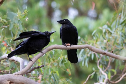 Australian raven