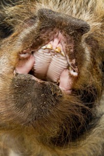 Domestic pig