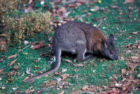 Red-necked pademelon