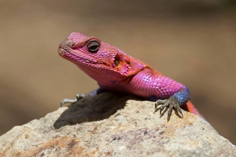 Mwanza flat-headed rock agama