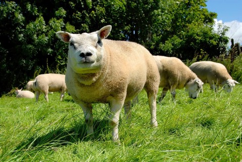 Domestic Sheep