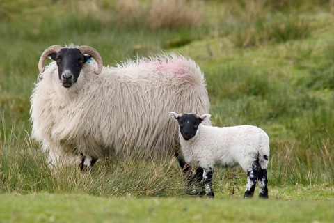 Domestic sheep