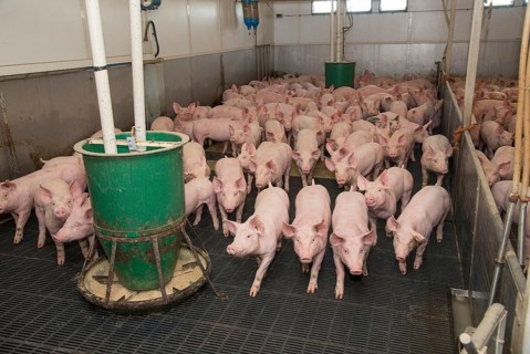 Pig farming