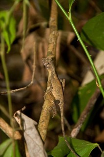 Sri Lanka Kangaroo Lizard