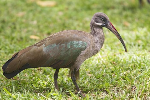 Hadada hadada ibis
