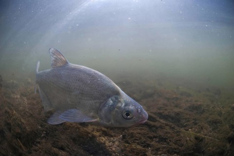 Common Bream