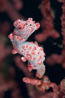 Bargibanti's Pygmy Seahorse