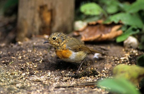 European Robin