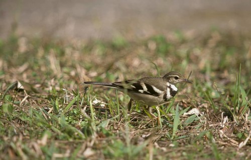 Tree Wagtail