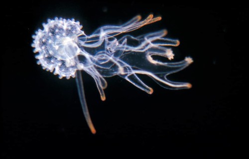 Asterias vulgaris