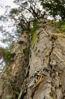 Pine Chafer