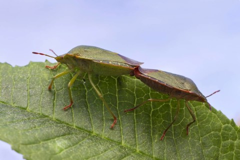 Green Shieldbug