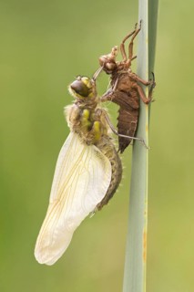 Four-spotted Chaser