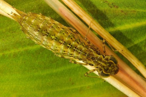 Emperor dragonfly