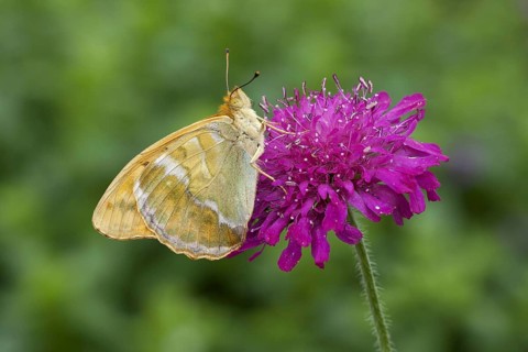 Silver washed silver-washed fritillary