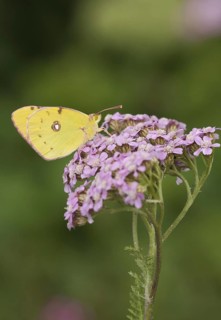 Clouded dark clouded yellow