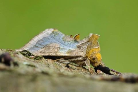 Burnished Brass