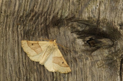 Scalloped Oak