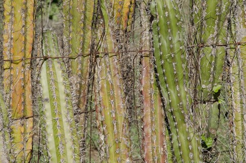 Candle cactus