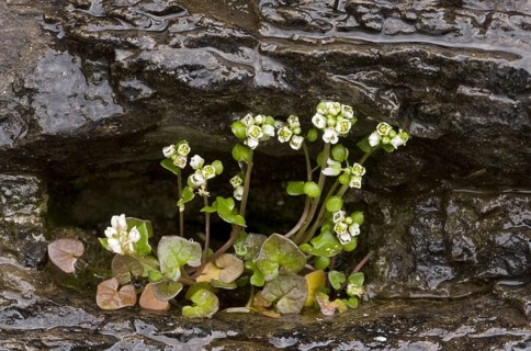 Danish Scurvy-grass