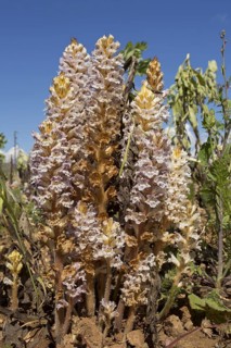 Bean Broomrape