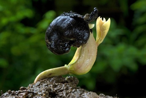 Cashew