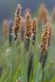 Bent foxtail grass