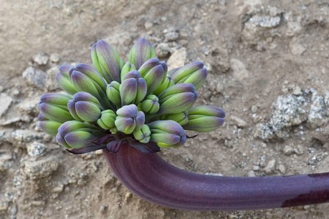 Lion's claw