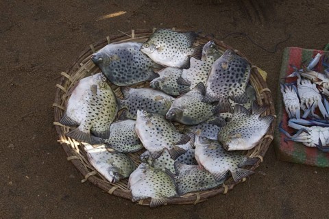Reef fish for sale at Negombo market