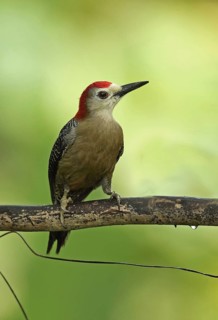 Jamaican woodpecker