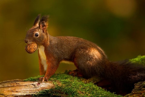 Squirrel